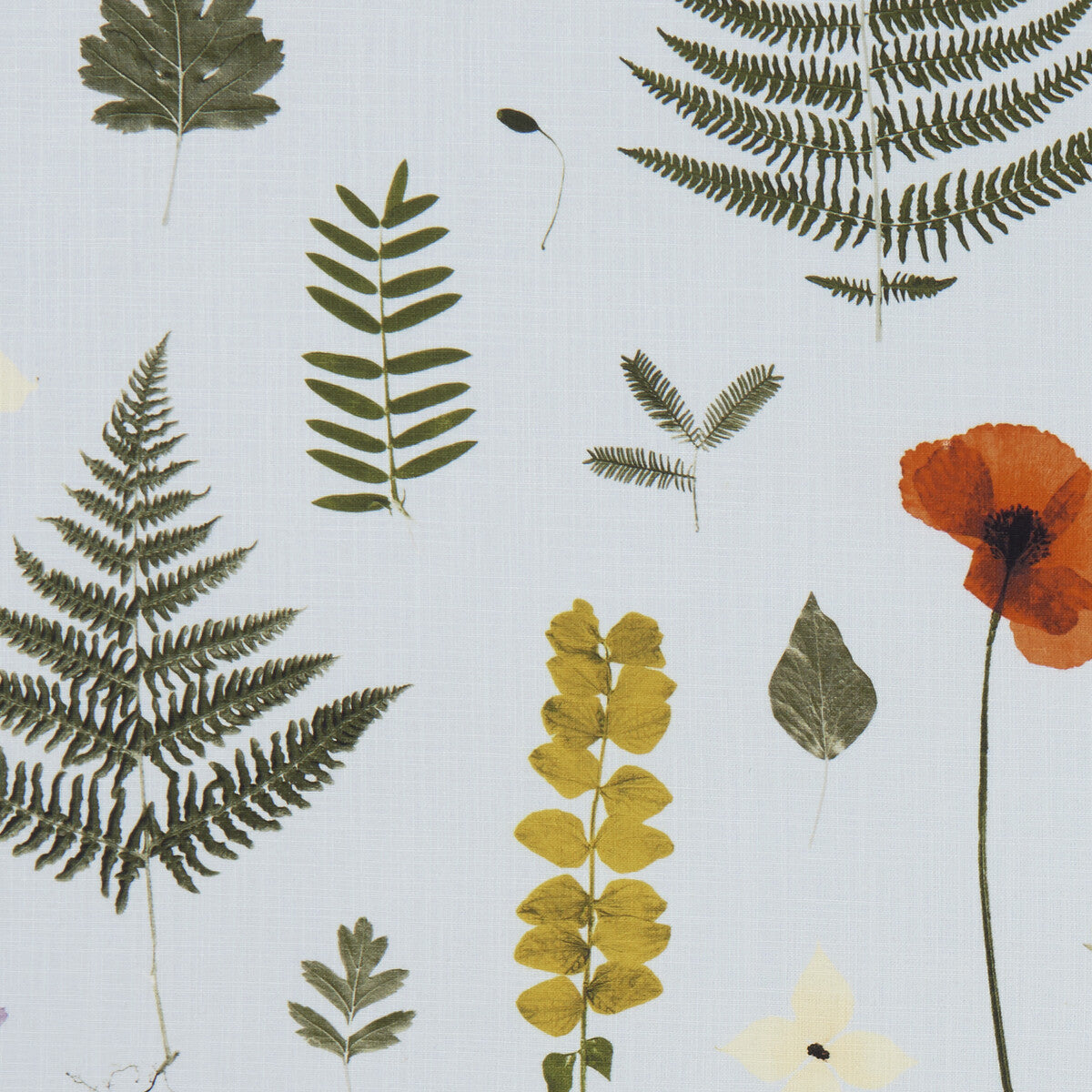 f108904cac0-herbarium-mineral-clarke-and-clarke