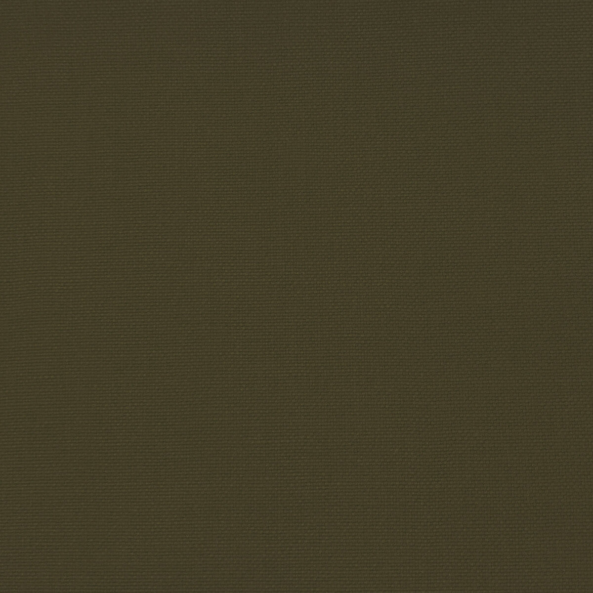 gdt56880450-palma-verde-musgo-gaston-y-daniela