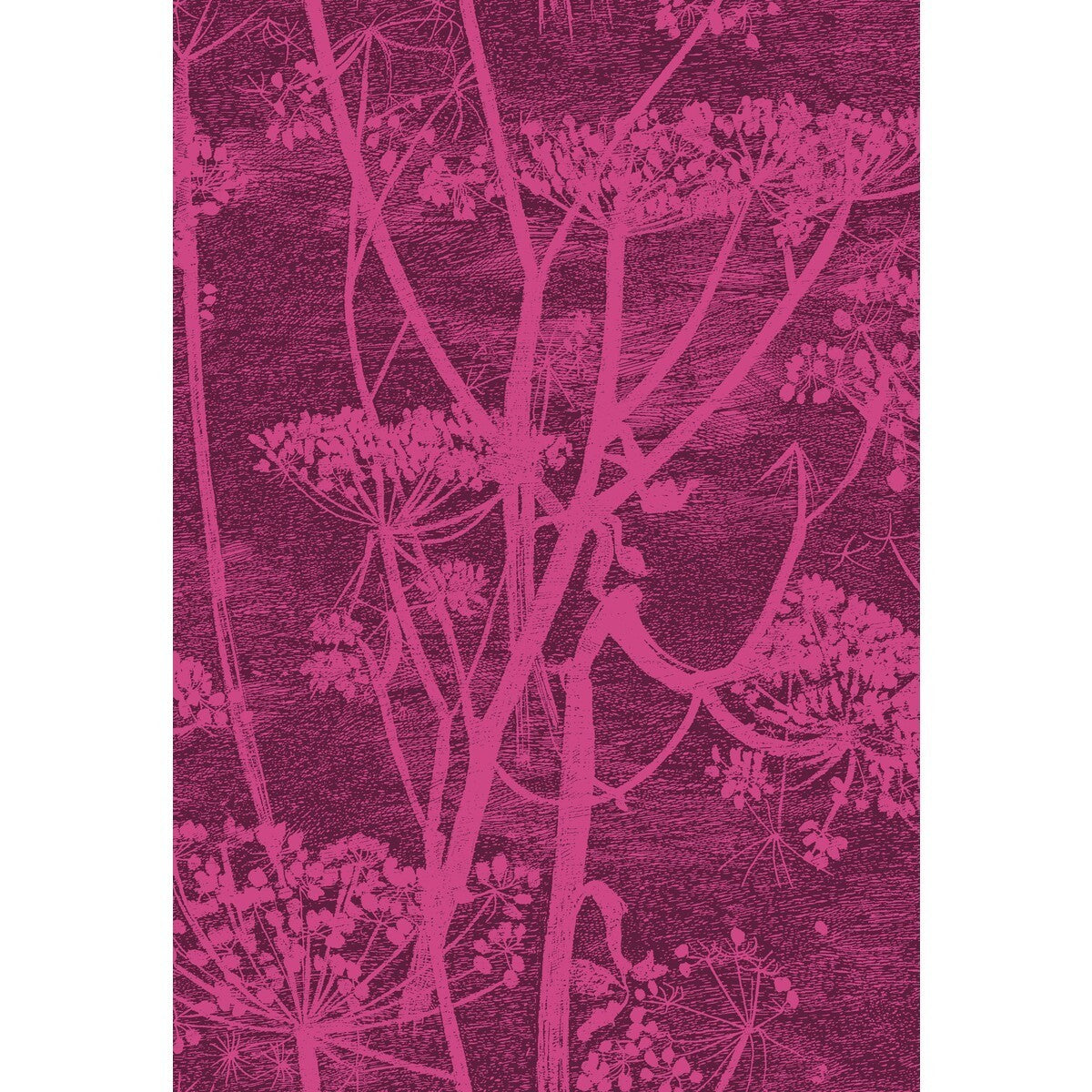 f1115017cs0-cow-parsley-magnta-plm-cole-son