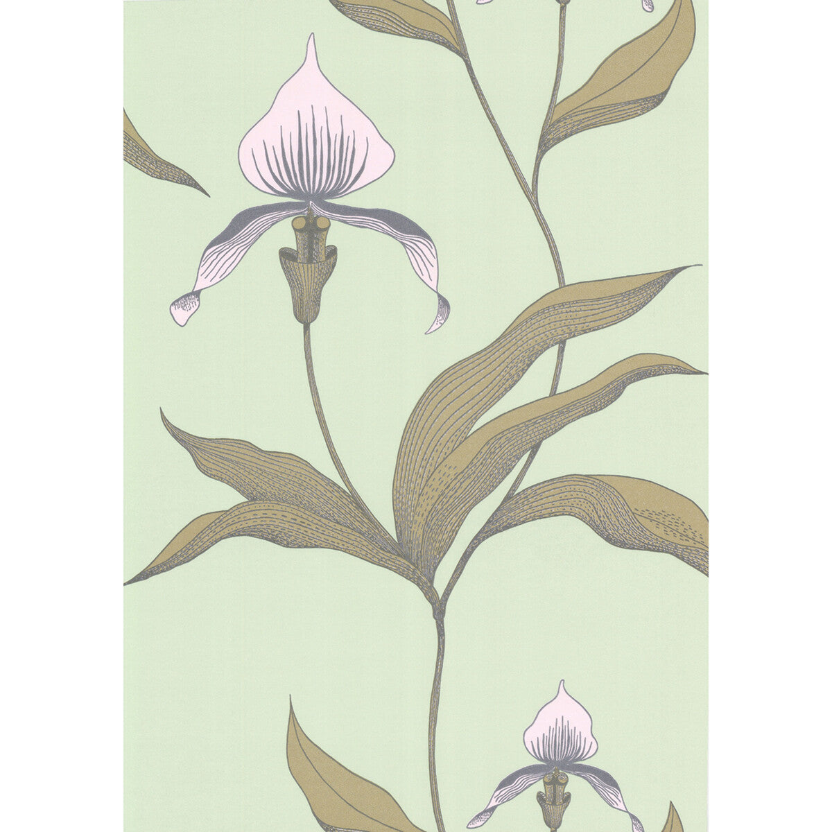 664028cs0-orchid-pale-gr-cole-son