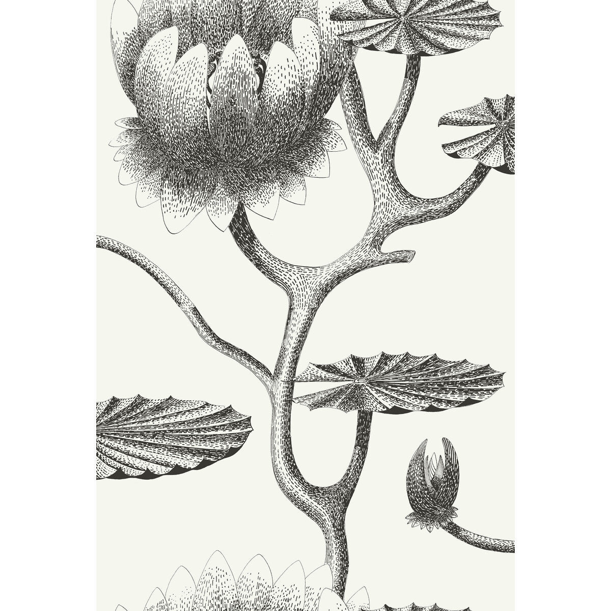 954020cs0-lily-blackwhite-cole-son - COLE & SON Wallpaper