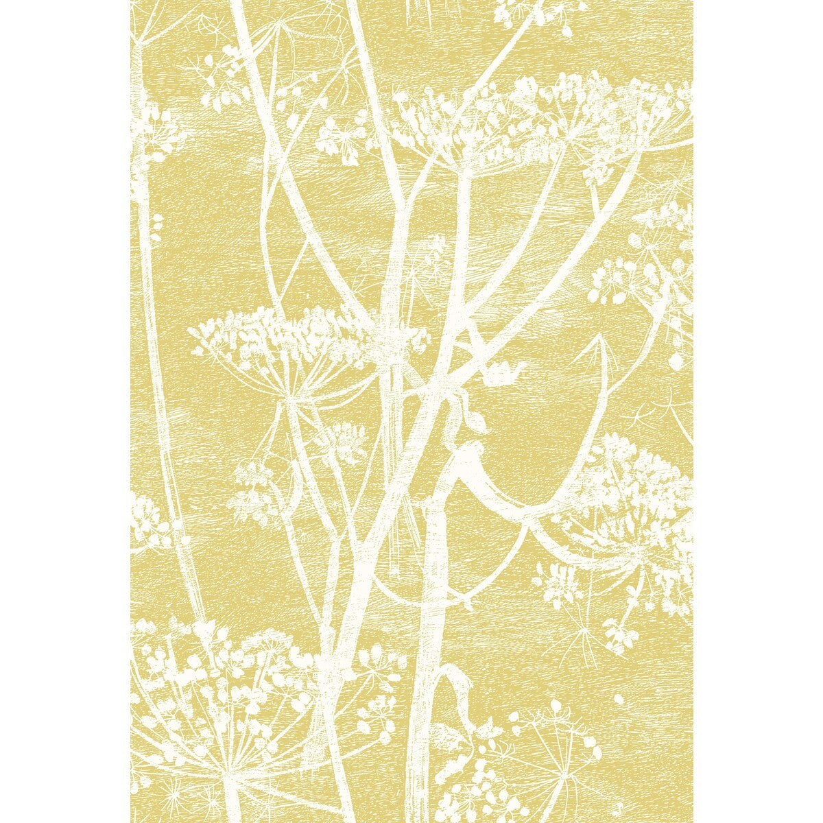 f1115020cs0-cow-parsley-wht-chartre-cole-son
