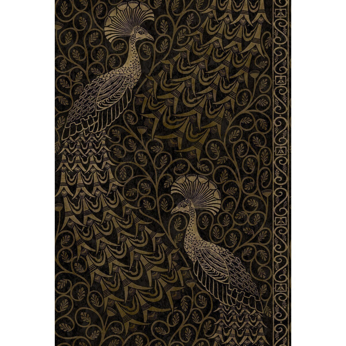 1168032cs0-pavo-parade-m-goldsoot-cole-son