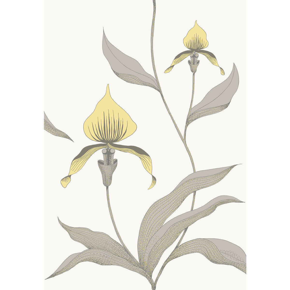 9510057cs0-orchid-yellowwhite-cole-son - COLE & SON Wallpaper